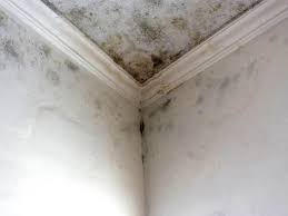 Best Attic Mold Removal  in Leisure Village West, NJ